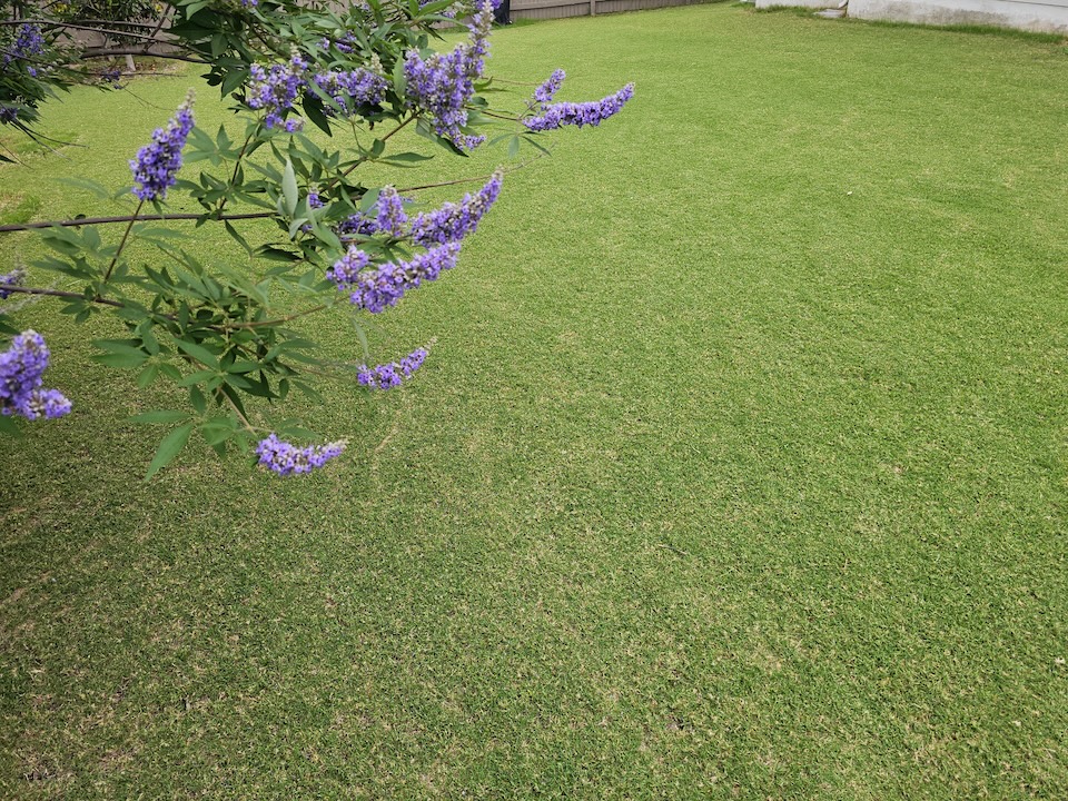 My lawn in the spring